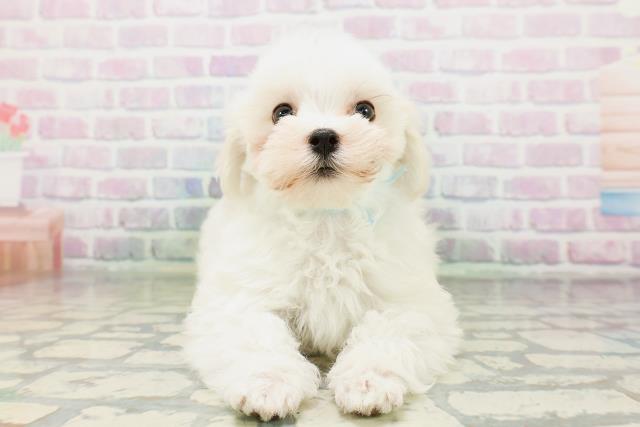 鳥取県のマルチーズ (Coo&RIKUラ・ムー鳥取東店/2026年4月30日生まれ/男の子/ホワイト)の子犬の1枚目の画像