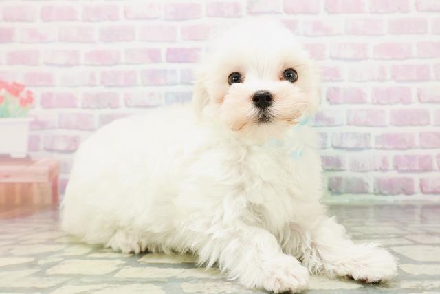 鳥取県のマルチーズ (Coo&RIKUラ・ムー鳥取東店/2026年4月30日生まれ/男の子/ホワイト)の子犬の3枚目の画像