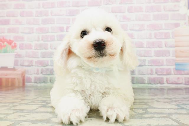 大阪府のビションフリーゼ (Coo&RIKU寝屋川店/2026年5月3日生まれ/男の子/ホワイト)の子犬の1枚目の画像