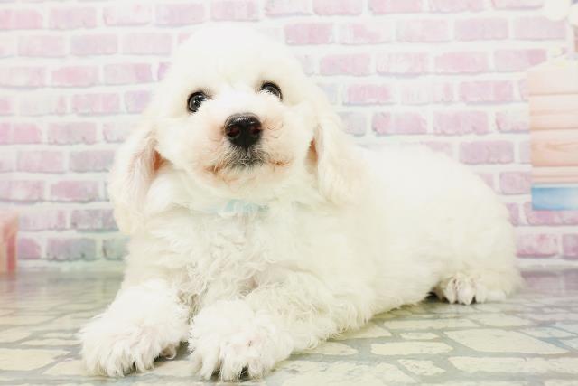 大阪府のビションフリーゼ (Coo&RIKU寝屋川店/2026年5月3日生まれ/男の子/ホワイト)の子犬の2枚目の画像