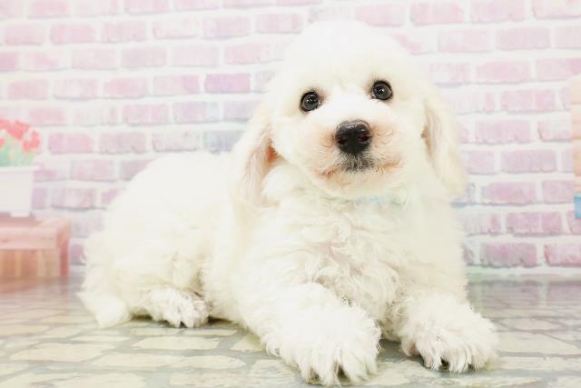 大阪府のビションフリーゼ (Coo&RIKU寝屋川店/2026年5月3日生まれ/男の子/ホワイト)の子犬の3枚目の画像