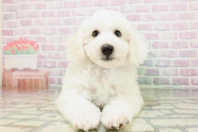 兵庫県のビションフリーゼ (Coo&RIKU神戸東灘店/2026年5月3日生まれ/男の子/ホワイト)の子犬の1枚目の画像