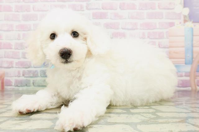 兵庫県のビションフリーゼ (Coo&RIKU神戸東灘店/2026年5月3日生まれ/男の子/ホワイト)の子犬の2枚目の画像