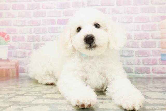 兵庫県のビションフリーゼ (Coo&RIKU神戸東灘店/2026年5月3日生まれ/男の子/ホワイト)の子犬の3枚目の画像