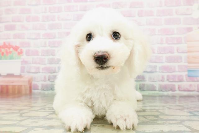 兵庫県のビションフリーゼ (Coo&RIKU明石店/2026年5月3日生まれ/男の子/ホワイト)の子犬