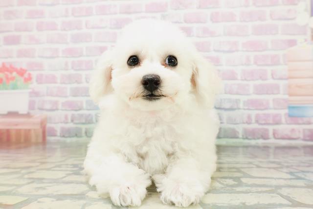 鳥取県のビションフリーゼ (Coo&RIKUラ・ムー鳥取東店/2026年5月3日生まれ/女の子/ホワイト)の子犬の1枚目の画像