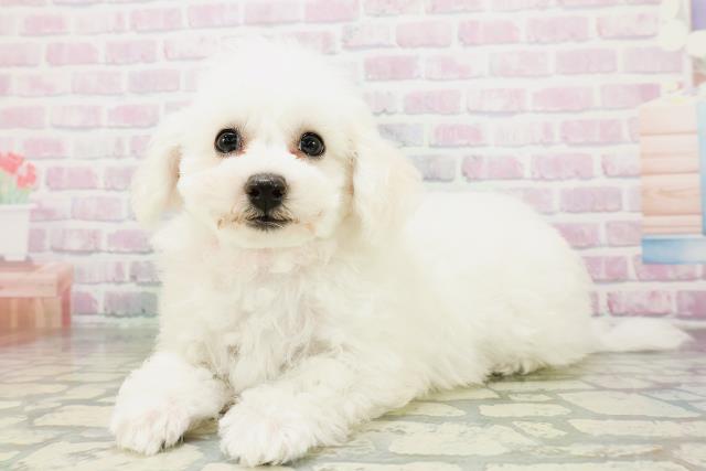 鳥取県のビションフリーゼ (Coo&RIKUラ・ムー鳥取東店/2026年5月3日生まれ/女の子/ホワイト)の子犬の2枚目の画像