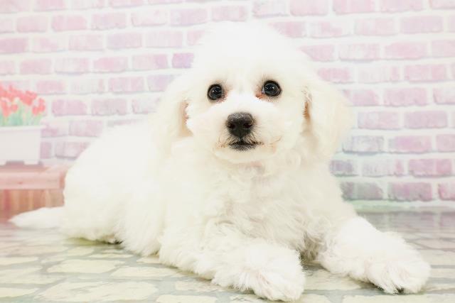 鳥取県のビションフリーゼ (Coo&RIKUラ・ムー鳥取東店/2026年5月3日生まれ/女の子/ホワイト)の子犬の3枚目の画像