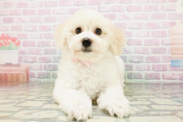 山口県のビションフリーゼ (Coo&RIKUサンパークあじす店/2026年5月3日生まれ/女の子/ホワイト)の子犬の1枚目の画像