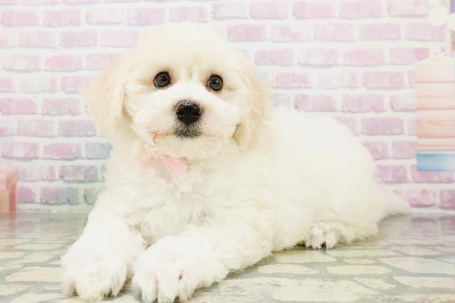 山口県のビションフリーゼ (Coo&RIKUサンパークあじす店/2026年5月3日生まれ/女の子/ホワイト)の子犬の2枚目の画像