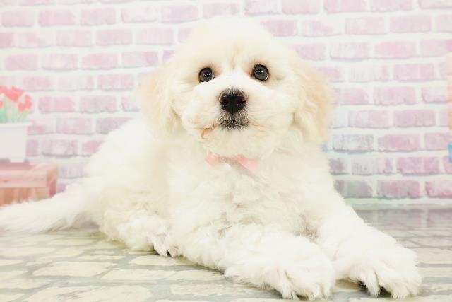 山口県のビションフリーゼ (Coo&RIKUサンパークあじす店/2026年5月3日生まれ/女の子/ホワイト)の子犬の3枚目の画像