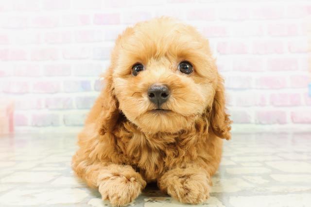 大阪府のトイプードル(トイ) (Coo&RIKU寝屋川店/2026年5月3日生まれ/女の子/レッド)の子犬の1枚目の画像