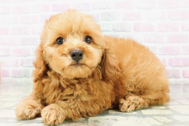 大阪府のトイプードル(トイ) (Coo&RIKU寝屋川店/2026年5月3日生まれ/女の子/レッド)の子犬の2枚目の画像
