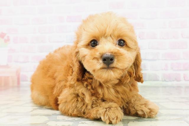 大阪府のトイプードル(トイ) (Coo&RIKU寝屋川店/2026年5月3日生まれ/女の子/レッド)の子犬の3枚目の画像