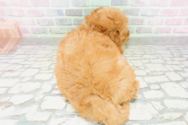 大阪府のトイプードル(トイ) (Coo&RIKU寝屋川店/2026年5月3日生まれ/女の子/レッド)の子犬の4枚目の画像