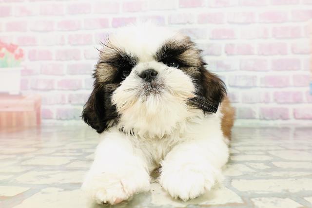 茨城県のシーズー (Coo&RIKU水戸店/2026年5月4日生まれ/男の子/ゴールドホワイト)の子犬の1枚目の画像