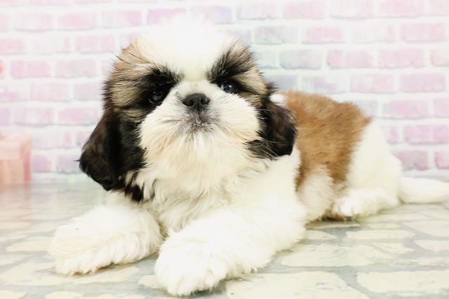 茨城県のシーズー (Coo&RIKU水戸店/2026年5月4日生まれ/男の子/ゴールドホワイト)の子犬の2枚目の画像