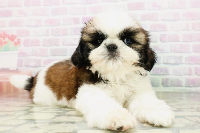 茨城県のシーズー (Coo&RIKU水戸店/2026年5月4日生まれ/男の子/ゴールドホワイト)の子犬の3枚目の画像