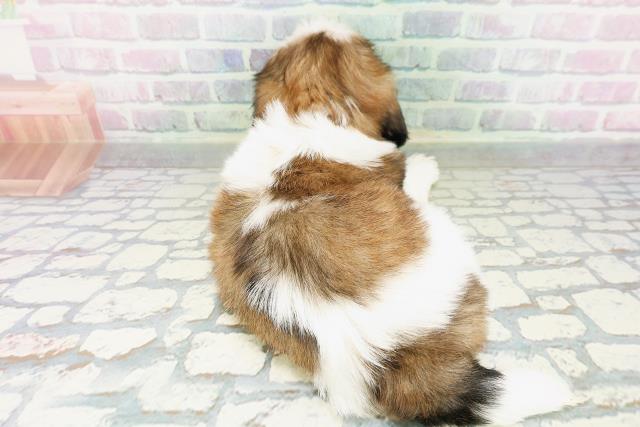 茨城県のシーズー (Coo&RIKU水戸店/2026年5月4日生まれ/男の子/ゴールドホワイト)の子犬の4枚目の画像