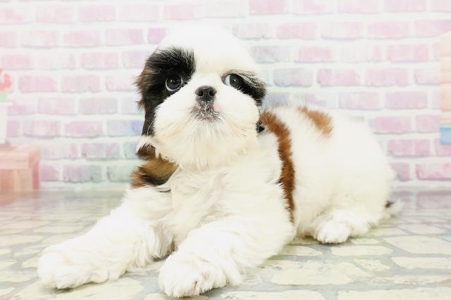 新潟県のシーズー (Coo&RIKU上越店/2026年5月4日生まれ/女の子/ゴールドホワイト)の子犬の2枚目の画像