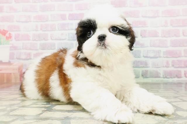 新潟県のシーズー (Coo&RIKU上越店/2026年5月4日生まれ/女の子/ゴールドホワイト)の子犬の3枚目の画像