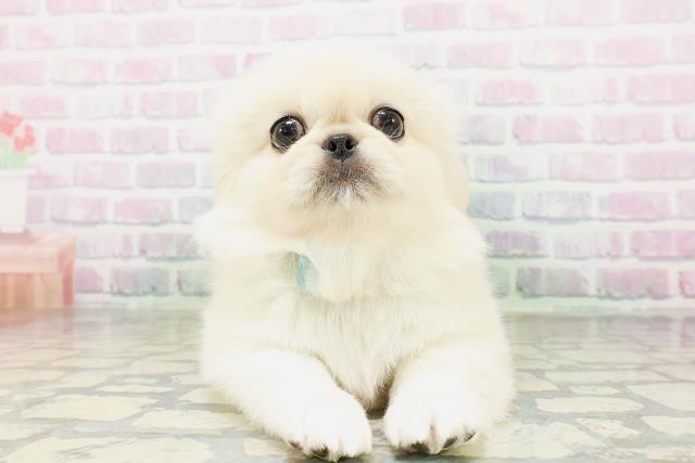 鳥取県のペキニーズ (Coo&RIKUラ・ムー鳥取東店/2026年5月4日生まれ/男の子/クリーム)の子犬の1枚目の画像