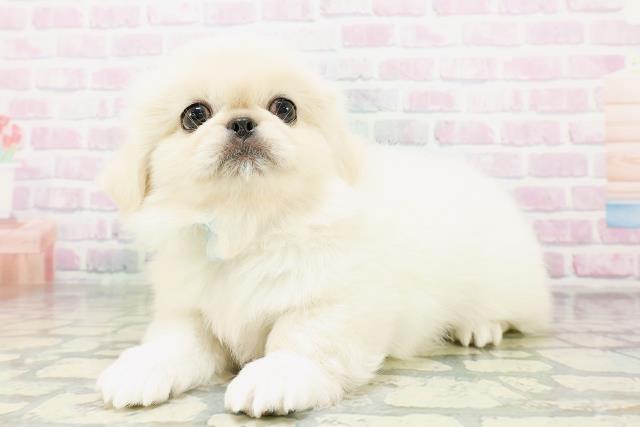 鳥取県のペキニーズ (Coo&RIKUラ・ムー鳥取東店/2026年5月4日生まれ/男の子/クリーム)の子犬の2枚目の画像