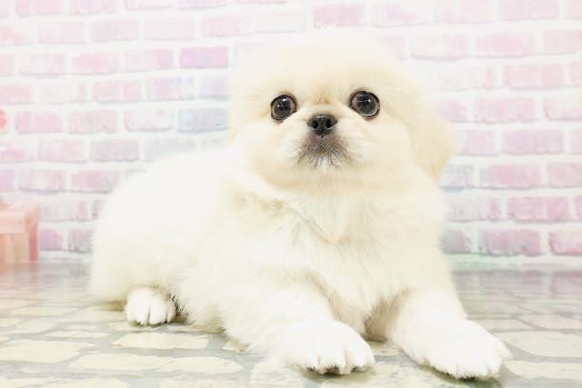 鳥取県のペキニーズ (Coo&RIKUラ・ムー鳥取東店/2026年5月4日生まれ/男の子/クリーム)の子犬の3枚目の画像
