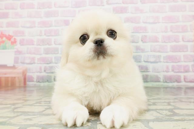 北海道のペキニーズ (Coo&RIKU函館店/2026年5月4日生まれ/男の子/クリーム)の子犬の1枚目の画像
