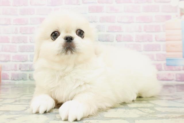 北海道のペキニーズ (Coo&RIKU函館店/2026年5月4日生まれ/男の子/クリーム)の子犬の2枚目の画像