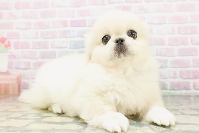 北海道のペキニーズ (Coo&RIKU函館店/2026年5月4日生まれ/男の子/クリーム)の子犬の3枚目の画像