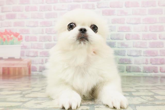 沖縄県のペキニーズ (Coo&RIKUイオン北谷店/2026年5月4日生まれ/女の子/クリーム)の子犬の1枚目の画像