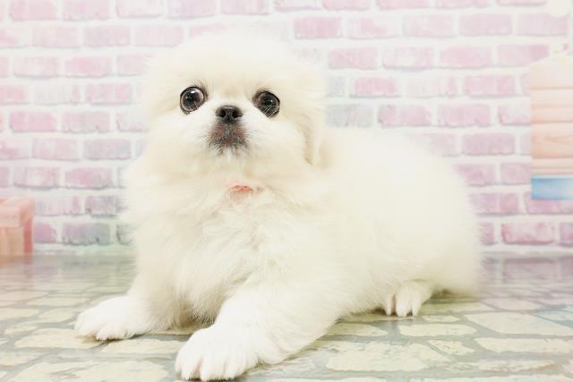 沖縄県のペキニーズ (Coo&RIKUイオン北谷店/2026年5月4日生まれ/女の子/クリーム)の子犬の2枚目の画像