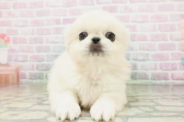 宮城県のペキニーズ (Coo&RIKU仙台太白店/2026年5月4日生まれ/女の子/クリーム)の子犬の1枚目の画像