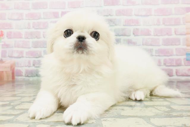 宮城県のペキニーズ (Coo&RIKU仙台太白店/2026年5月4日生まれ/女の子/クリーム)の子犬の2枚目の画像