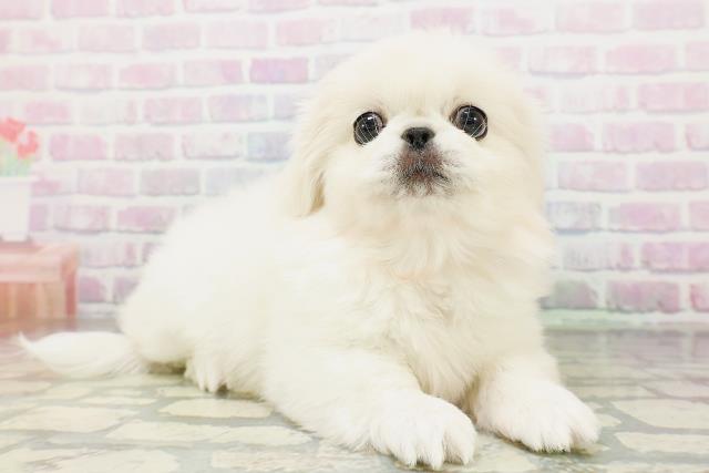 宮城県のペキニーズ (Coo&RIKU仙台太白店/2026年5月4日生まれ/女の子/クリーム)の子犬の3枚目の画像