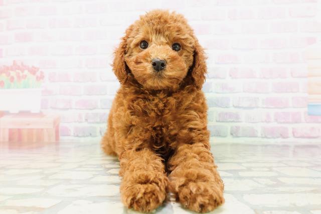 兵庫県のトイプードル(トイ) (Coo&RIKU神戸東灘店/2026年5月5日生まれ/女の子/レッド)の子犬の1枚目の画像