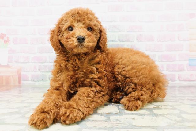 兵庫県のトイプードル(トイ) (Coo&RIKU神戸東灘店/2026年5月5日生まれ/女の子/レッド)の子犬の2枚目の画像
