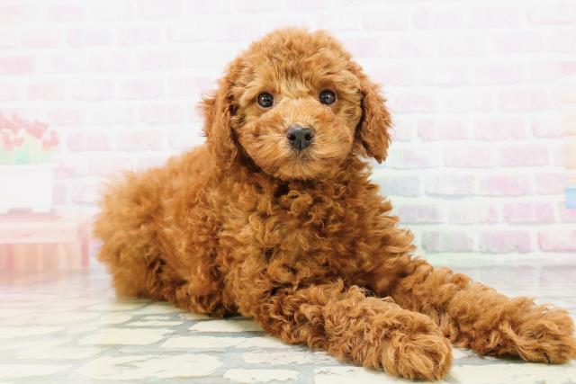 兵庫県のトイプードル(トイ) (Coo&RIKU神戸東灘店/2026年5月5日生まれ/女の子/レッド)の子犬の3枚目の画像