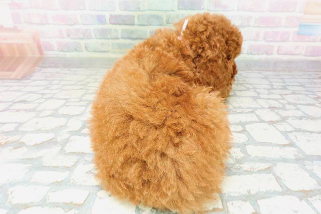 兵庫県のトイプードル(トイ) (Coo&RIKU神戸東灘店/2026年5月5日生まれ/女の子/レッド)の子犬の4枚目の画像