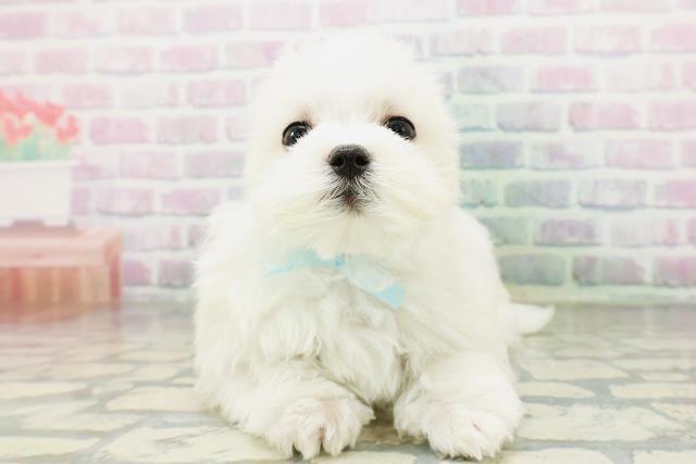山口県のマルチーズ (Coo&RIKUサンパークあじす店/2026年4月24日生まれ/男の子/ホワイト)の子犬の1枚目の画像