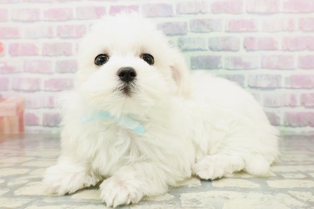 山口県のマルチーズ (Coo&RIKUサンパークあじす店/2026年4月24日生まれ/男の子/ホワイト)の子犬の2枚目の画像