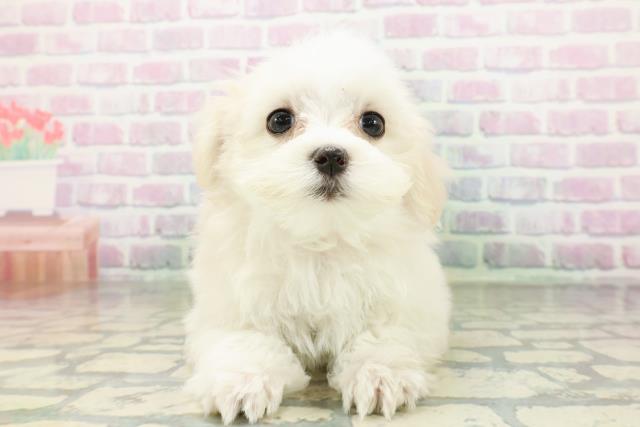香川県のマルチーズ (Coo&RIKU高松上福岡店/2026年4月24日生まれ/女の子/ホワイト)の子犬の1枚目の画像