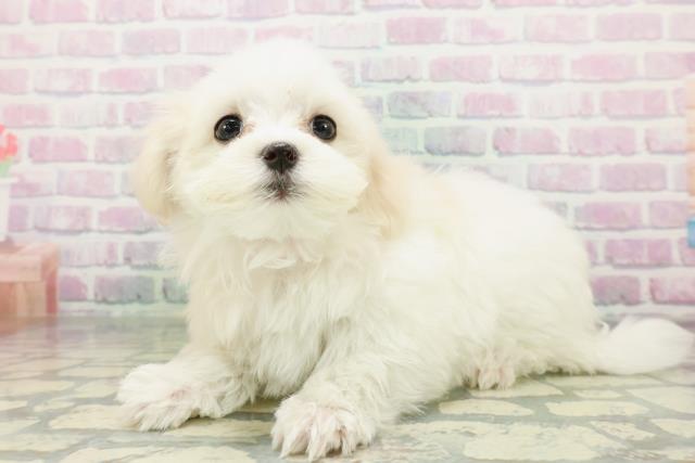 香川県のマルチーズ (Coo&RIKU高松上福岡店/2026年4月24日生まれ/女の子/ホワイト)の子犬の2枚目の画像