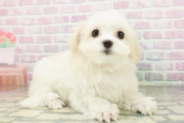 香川県のマルチーズ (Coo&RIKU高松上福岡店/2026年4月24日生まれ/女の子/ホワイト)の子犬の3枚目の画像