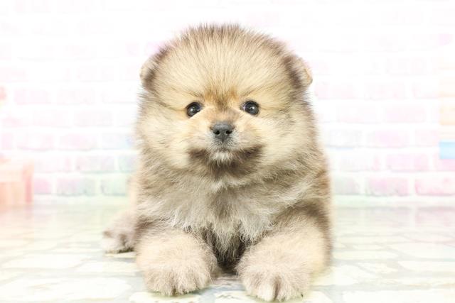 兵庫県のポメラニアン (Coo&RIKU明石店/2026年5月4日生まれ/男の子/オレンジセーブル)の子犬の1枚目の画像