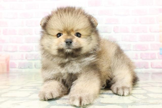 兵庫県のポメラニアン (Coo&RIKU明石店/2026年5月4日生まれ/男の子/オレンジセーブル)の子犬の2枚目の画像