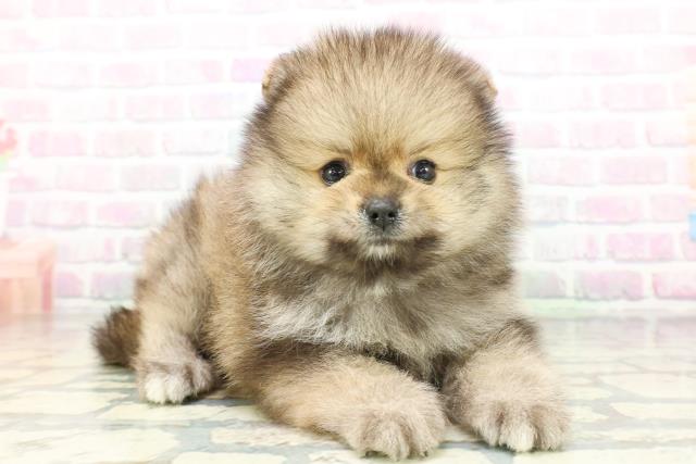 兵庫県のポメラニアン (Coo&RIKU明石店/2026年5月4日生まれ/男の子/オレンジセーブル)の子犬の3枚目の画像