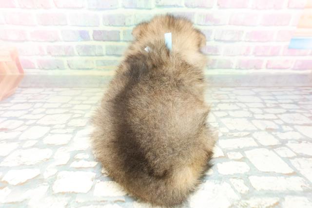 兵庫県のポメラニアン (Coo&RIKU明石店/2026年5月4日生まれ/男の子/オレンジセーブル)の子犬の4枚目の画像