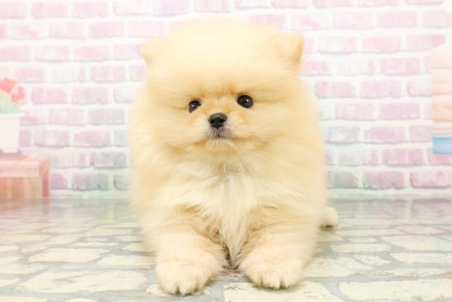 東京都のポメラニアン (Coo&RIKU中野サンモール店/2026年5月3日生まれ/男の子/クリーム)の子犬の1枚目の画像